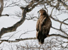White-tailed Eagle, Japan 20th of February 2007 Photo: Michael Westerbjerg Andersen