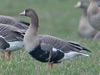 Greater White-fronted Goose, 'Sortbuget blisgås', Denmark 22nd of March 2007 Photo: Bo Tureby