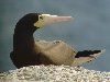 Brown Booby, Cape Verde 24th of March 2007 Photo: Richard Bonser