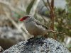 Common Waxbill, Cape Verde 22nd of March 2007 Photo: Richard Bonser