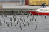 Rødben, Havnemiljø med nydeligt indslag af flotte rødben, Danmark 7. april 2007 Foto: Johnny Laursen