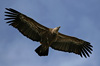Griffon Vulture, Spain 31st of March 2007 Photo: Søren Kristoffersen