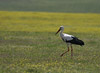 Hvid Stork, Spanien 2. april 2007 Foto: Søren Kristoffersen