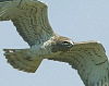 Short-toed Snake Eagle, Spain 5th of April 2007 Photo: Ole Krogh