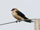 Red-rumped Swallow, Sweden 23rd of April 2007 Photo: Ronny Malm