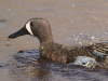 Blue-winged Teal, USA 30th of March 2007 Photo: Silas K.K. Olofson