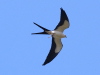 Swallow-tailed Kite, USA 30th of March 2007 Photo: Silas K.K. Olofson
