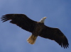 Bald Eagle, USA 30th of March 2007 Photo: Silas K.K. Olofson