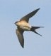 Red-rumped Swallow, Denmark 9th of May 2007 Photo: Peter Nielsen