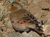 Asian Crimson-winged Finch, Morocco 6th of May 2007 Photo: Richard Bonser