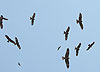 Black Kite, India 15th of February 2006 Photo: Christian Andersen Jensen