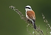 Red-backed Shrike, Germany 13th of May 2007 Photo: Chris Romeiks