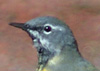 Grey Wagtail, Portugal 10th of March 2007 Photo: Mikko Oivukka