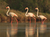 Greater Flamingo, Greece 2007 Photo: Daniel Pettersson