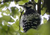 White-backed Woodpecker, Norway 26th of May 2007 Photo: Frode Falkenberg