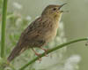 Common Grasshopper Warbler, Denmark 26th of May 2007 Photo: Peter Dam