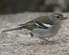 Common Chaffinch, Portugal 13th of July 2005 Photo: Chris Batty