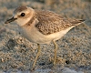 Greater Sand Plover, Juvenile, Egypt 26th of July 2006 Photo: Chris Batty