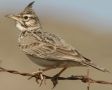 Crested Lark, Greece 9th of May 2007 Photo: Ma Yan Bryant
