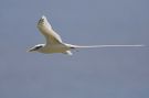 White-tailed Tropicbird, Seychelles 4th of April 2007 Photo: Keith Fox
