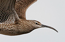 Whimbrel, Iceland 25th of May 2007 Photo: Helge Sørensen