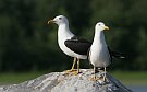 Lesser Black-backed Gull, Finland 10th of July 2007 Photo: Pasi Parkkinen