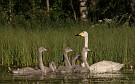Whooper Swan, Adult and 6 juveniles, Finland 23rd of July 2007 Photo: Pasi Parkkinen