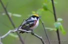 Chestnut-sided Warbler, Canada 21st of May 2006 Photo: Niels Poul Dreyer