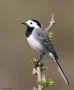 White Wagtail, Denmark 13th of April 2007 Photo: Peter Halkier
