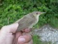 Blyth's Reed Warbler, Denmark 5th of August 2007 Photo: Jens Walsted Christoffersen