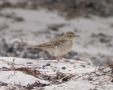 Tawny Pipit, 1cy, Denmark 19th of August 2007 Photo: Anders E. Sørensen