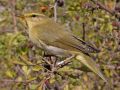 Willow Warbler, Phylloscopus trochilus, Spain 9th of September 2007 Photo: Samuel Peregrina Domínguez