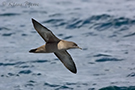 Sooty Shearwater, Great Britain January 2005 Photo: Klaus Bjerre