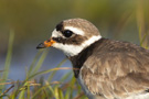 Common Ringed Plover, Ringed plover, Charadrius hiaticula, Germany 23rd of September 2007 Photo: Chris Romeiks