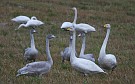 Whooper Swan, Whooper swan (Cygnus cygnus) family almost ready to leave Finland, Finland 29th of September 2007 Photo: Pasi Parkkinen