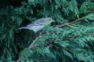 Blackpoll Warbler, Great Britain 18th of October 2007 Photo: Terry Townshend