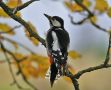 Great Spotted Woodpecker, Sweden 21st of October 2007 Photo: Mats Wallin