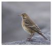 Buff-bellied Pipit, Iceland 21st of October 2007 Photo: Markus Tallroth