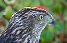 Cooper's Hawk - Accipiter cooperi, USA 2007 Photo: Helge Sørensen