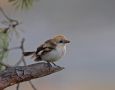 Woodchat Shrike, 1cy, Sweden 4th of November 2007 Photo: Tomas Lundquist