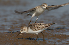 Semipalmated Sandpiper, 1cy, USA 17th of October 2007 Photo: Helge Sørensen