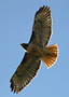 Red-tailed Hawk - <i>(Buteo jamaicensis)</i>, USA 19. november 2007 Foto: Jørgen Kabel