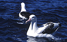 Tristan Albatros, Australien 27. marts 2004 Foto: Niels Behrendt