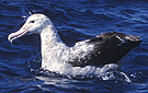 Tristan Albatross, Australia 27th of March 2004 Photo: Niels Behrendt