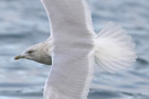 Iceland Gull, Ad., Denmark 6th of January 2008 Photo: Gerner Majlandt