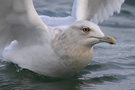Iceland Gull, Ad., Denmark 6th of January 2008 Photo: Gerner Majlandt