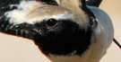 Ørkenstenpikker, Lettende fugl der viser hvidlige felter i vingen som ikke er vist i de fuglebøger jeg kender., Oman 3. januar 2008 Foto: Jan Speiermann