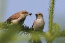 Red-backed Shrike, Female with chick, Denmark 8th of July 2007 Photo: Claus Halkjær