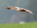 Western Marsh Harrier, Hannen jager over markerne..., Denmark 13th of July 2007 Photo: Mogens Hansen