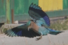 Indian Roller, Kuwait 14th of January 2008 Photo: Chris Batty